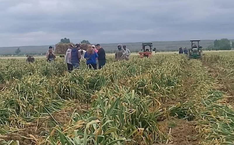 PREOCUPACIÓN POR TRASLADO Y CONDICIONES DE HOSPEDAJE DE TRABAJADORES GOLONDRINA EN LA COMARCA